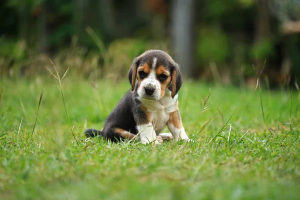 Purebred beagle puppy is learning the world in first time — Stock Photo, Image