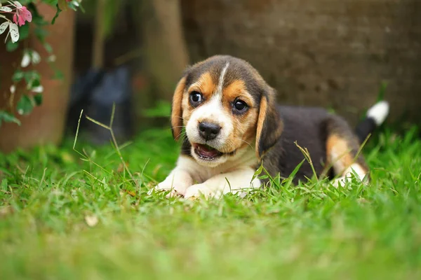 Cachorro beagle pura raza está aprendiendo el mundo en primera vez —  Fotos de Stock