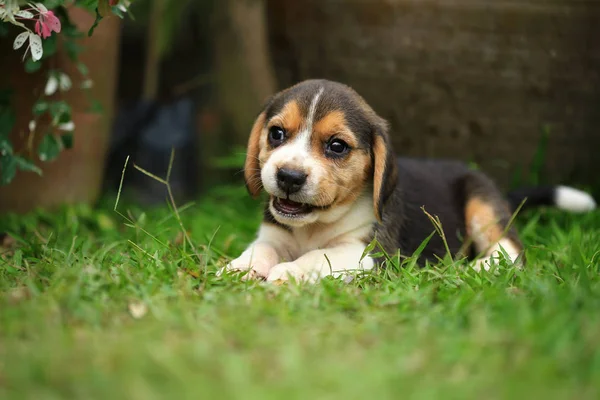 Reinrassige Beagle-Welpen lernen zum ersten Mal die Welt kennen — Stockfoto