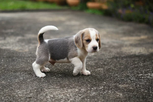 Purebred beagle puppy is learning the world in first time — Stock Photo, Image