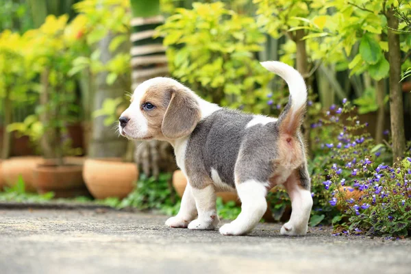 純血種のビーグル犬の子犬は、初めての世界を学んでいます。 — ストック写真