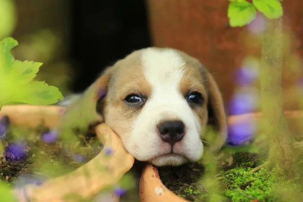 Reinrassige Beagle-Welpen lernen zum ersten Mal die Welt kennen — Stockfoto