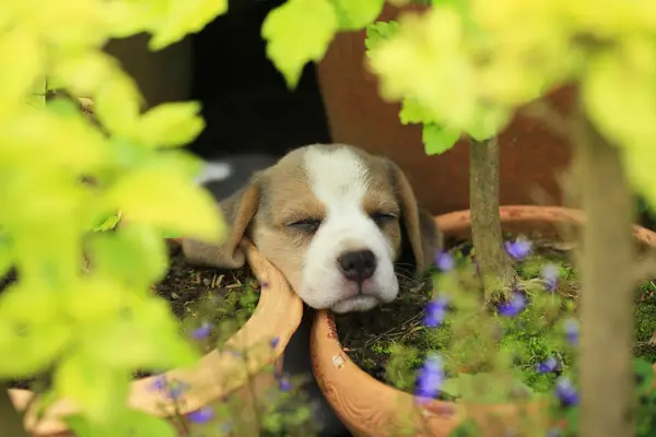 Чистокровный щенок-бигл впервые изучает мир — стоковое фото