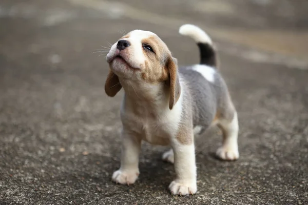 Cachorro beagle pura raza está aprendiendo el mundo en primera vez —  Fotos de Stock