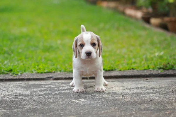  safkan beagle köpek ilk kez dünya öğrenme