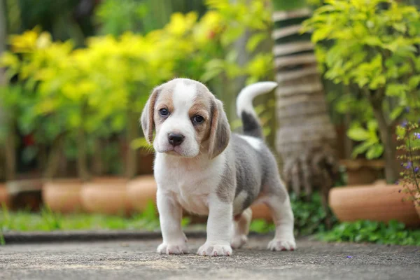  safkan beagle köpek ilk kez dünya öğrenme