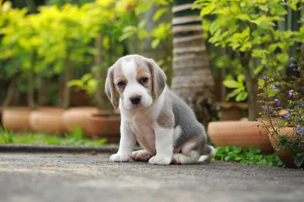 Purebred beagle puppy is learning the world in first time — Stock Photo, Image