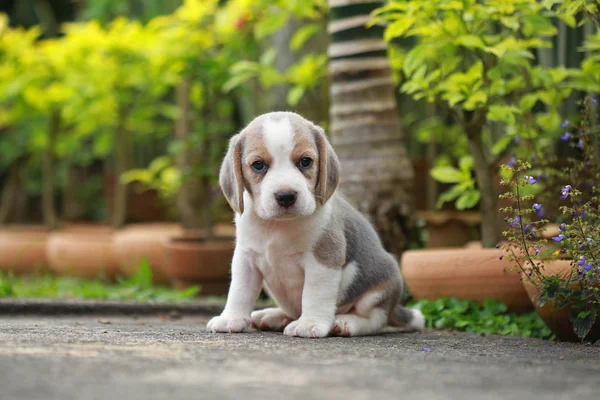 Purebred beagle puppy is learning the world in first time — Stock Photo, Image