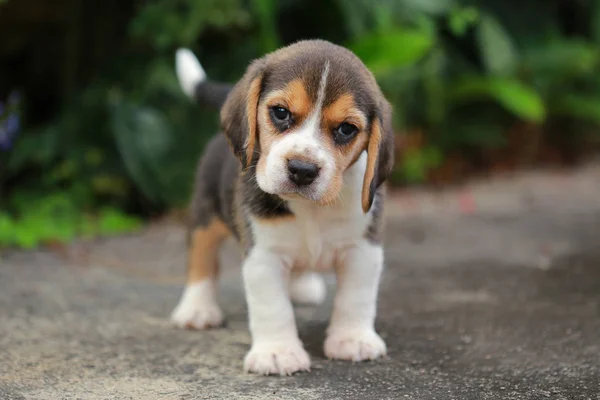 Cachorro beagle pura raza está aprendiendo el mundo en primera vez —  Fotos de Stock