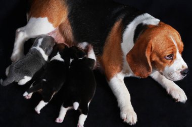 beagle köpek besleme onun kukla