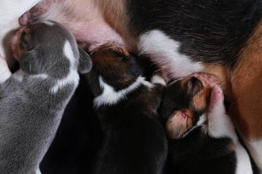 beagle köpek besleme onun kukla