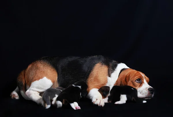 Beagle hund fodring hendes hvalpe - Stock-foto