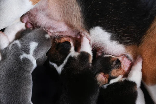 Beagle kutya etetése őt bábu — Stock Fotó