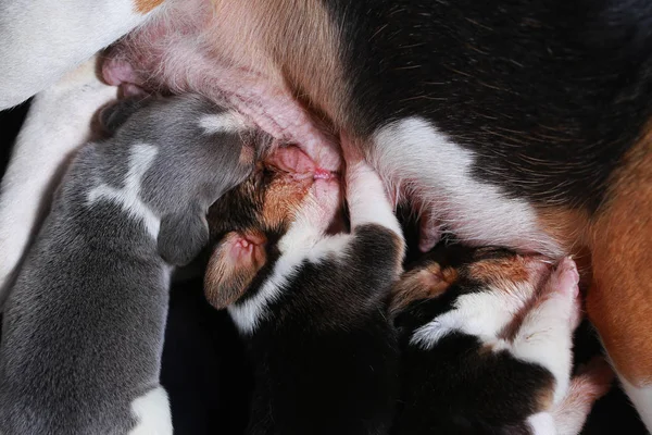 Cão beagle alimentando seus filhotes — Fotografia de Stock