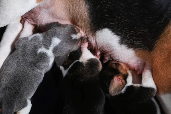 Cão beagle alimentando seus filhotes — Fotografia de Stock