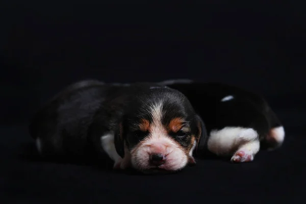 Beagle-Welpen auf der Suche nach mehr — Stockfoto