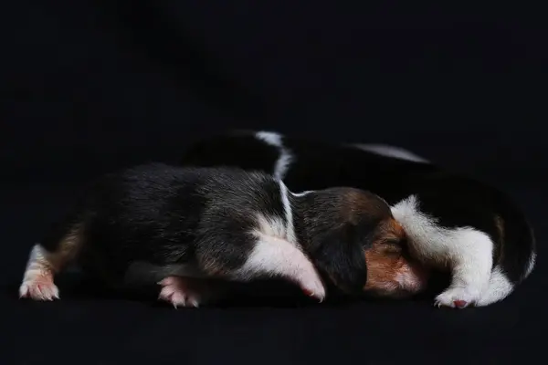 Beagle kiskutyák keresnek morther — Stock Fotó