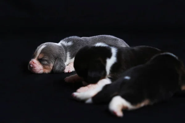 Cachorros beagle à procura de morther — Fotografia de Stock