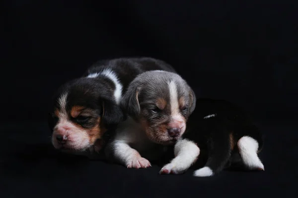 Cachorros beagle en busca de más —  Fotos de Stock