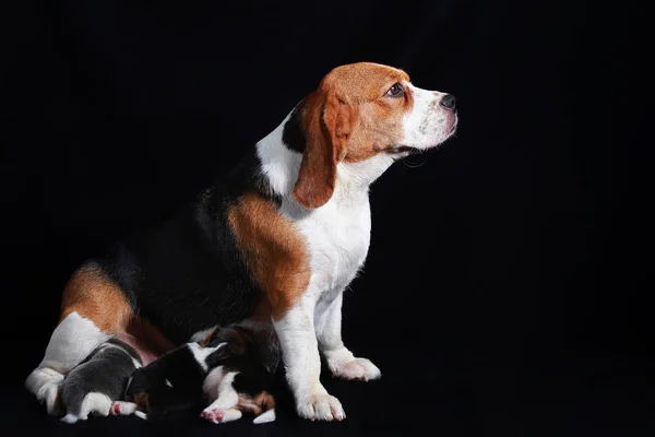 Cão beagle alimentando seus filhotes — Fotografia de Stock