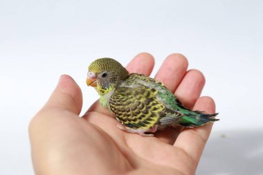 Şirin Bebek kuş beyaz arka plan üzerinde elinde