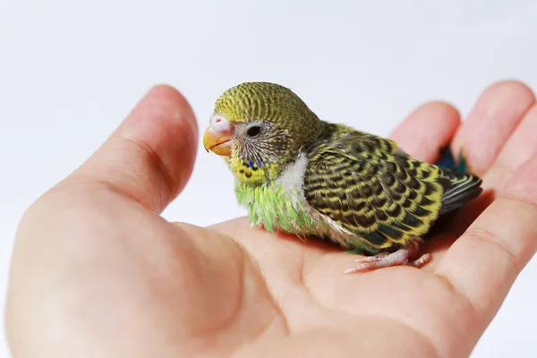 Cute Baby bird in hand on white background — Stock Photo, Image