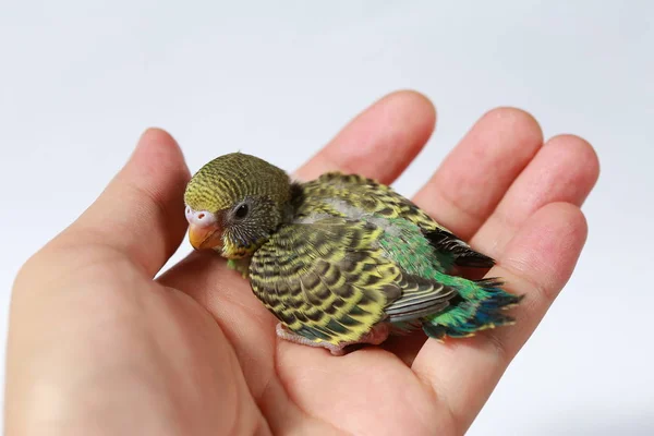 Carino uccellino in mano su sfondo bianco — Foto Stock