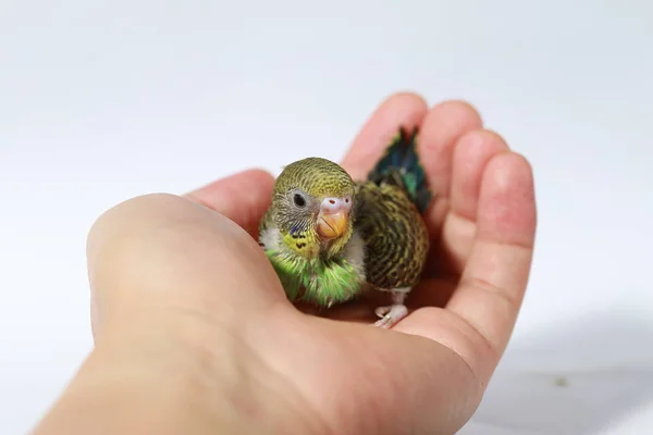 cute Baby bird in hand on white background