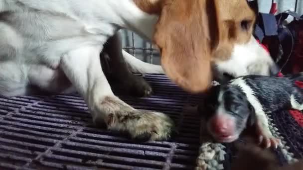 Dog gives birth — Stock Video
