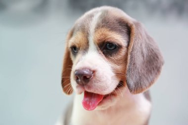 2 ay güçlü beagle yavru eylem