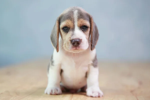 Starker Beagle-Welpe in Aktion — Stockfoto