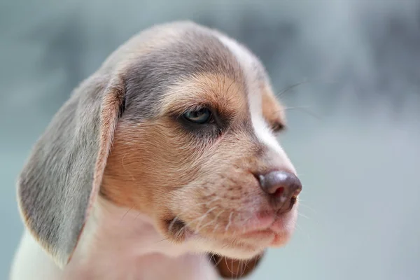 Fuerte beagle cachorro en acción — Foto de Stock