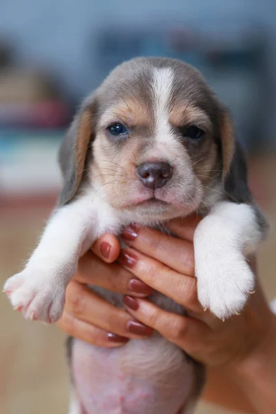 2 månaders stark beagle valp i aktion — Stockfoto