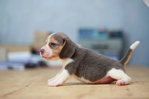 Chiot beagle fort de 2 mois en action — Photo