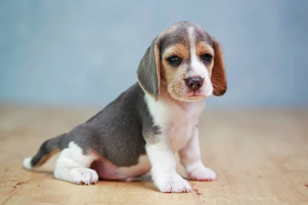 2 Monate starker Beagle-Welpe in Aktion — Stockfoto