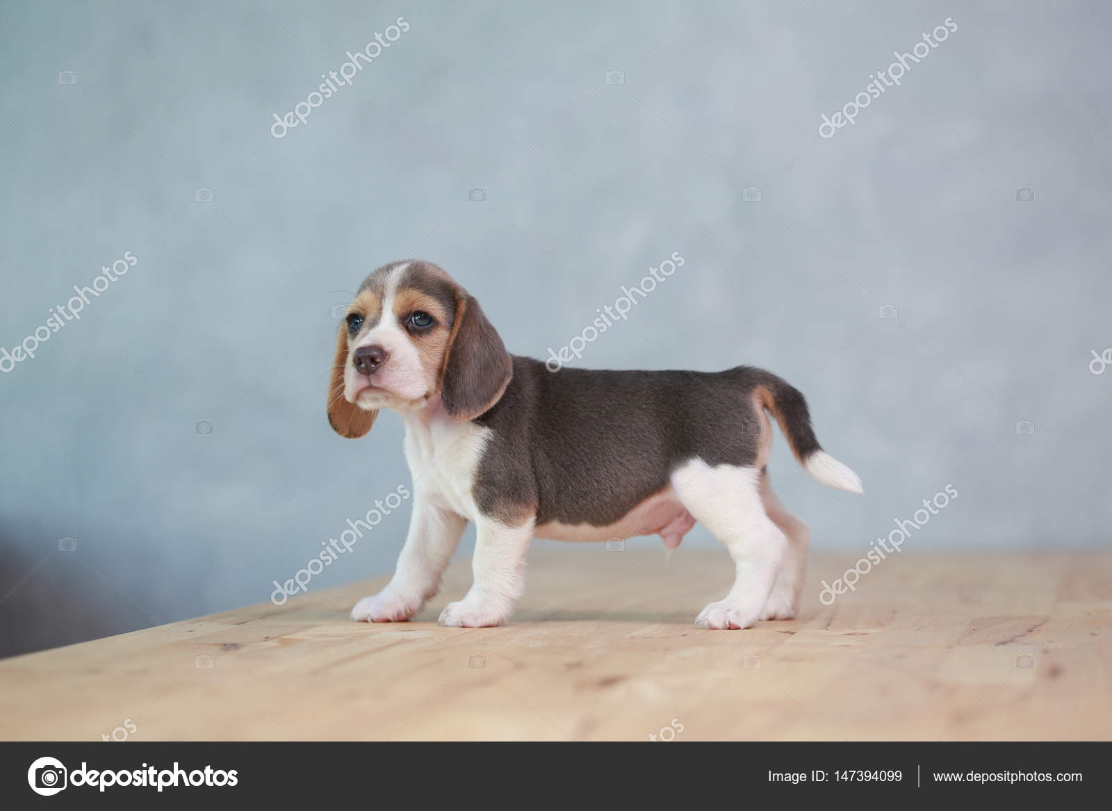 Cucciolo Di Beagle Forte Di 2 Mese In Azione Foto Stock S