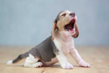 2 ay güçlü beagle yavru eylem