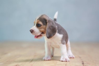 2 ay güçlü beagle yavru eylem