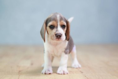 2 ay güçlü beagle yavru eylem