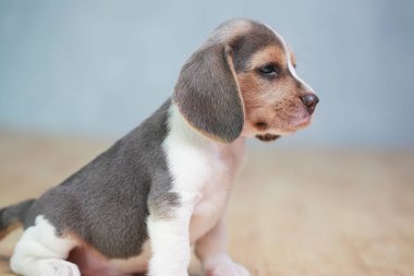 2 ay güçlü beagle yavru eylem