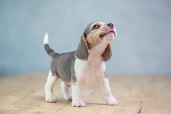 2 meses cachorro beagle fuerte en acción — Foto de Stock