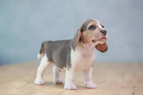 2 month strong beagle puppy in action — Stock Photo, Image
