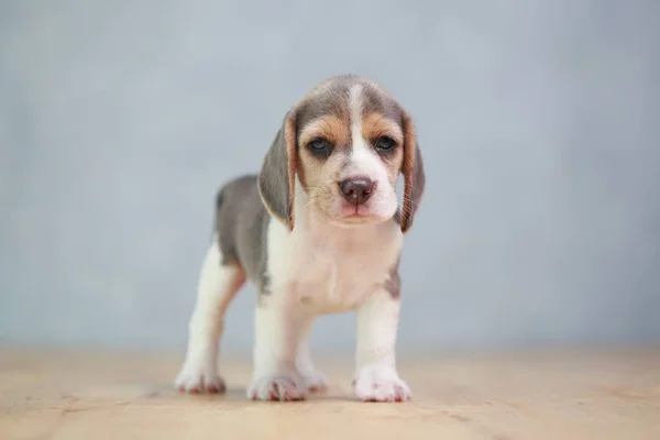 2 meses cachorro beagle forte em ação — Fotografia de Stock