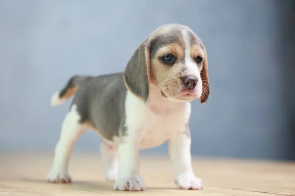 2 hónap erős beagle kiskutya akcióban — Stock Fotó
