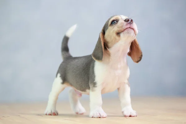 2 meses cachorro beagle fuerte en acción —  Fotos de Stock