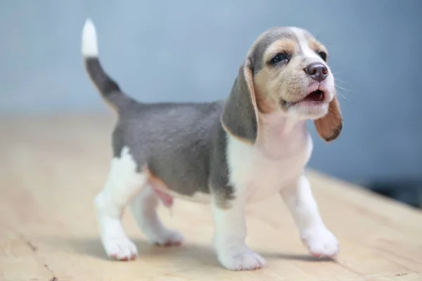 2 miesiąc silne beagle szczeniak w akcji — Zdjęcie stockowe