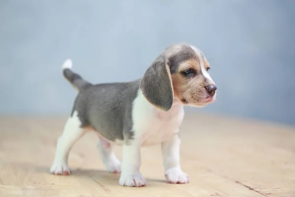2 meses cachorro beagle forte em ação — Fotografia de Stock