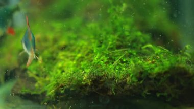 Balık Akvaryum yemek arama