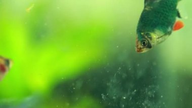 Sumatra kaplanı Barb balık akvaryum içinde yemek yeme