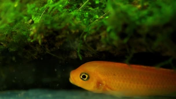 Poissons à la recherche de nourriture dans l'aquarium — Video